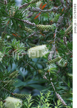 花槇 ブラシの木 花言葉は「気取る心」 花槇 ブラシの木 花言葉は「気取る心」 35764989