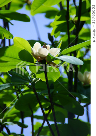 朴の木 ホウノキ 花言葉は「誠意ある友情」 朴の木 ホウノキ 花言葉は「誠意ある友情」 35765003