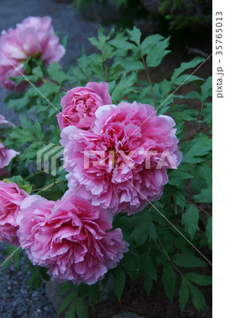 牡丹 花言葉は 壮麗 の写真素材