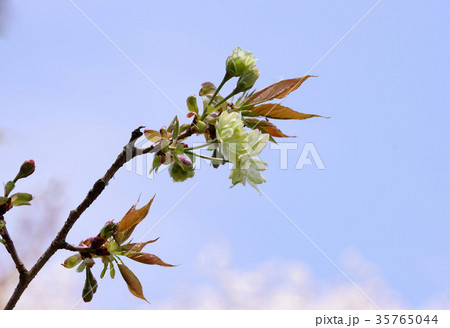 桜 新錦 桜 新錦 35765044