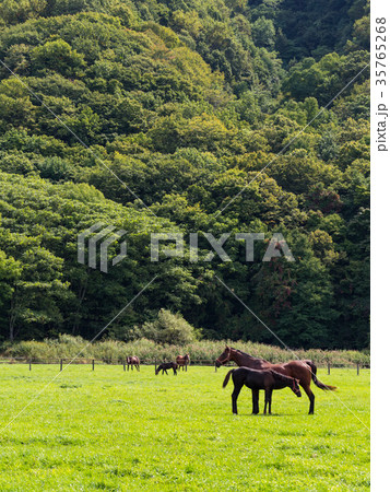 北海道 サラブレッド 競走馬 放牧風景 北海道 サラブレッド 競走馬 放牧風景 35765268
