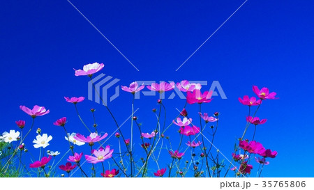 コスモス畑 コスモス畑 35765806