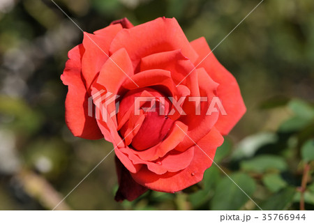 バラ(シモンボリバー) バラ(シモンボリバー) 35766944