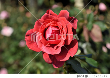 バラ（シモンボリバー） 35766945