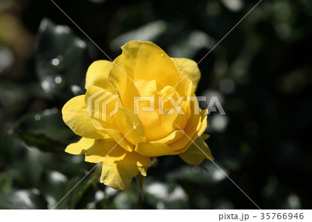 バラ（サンフレア） 35766946