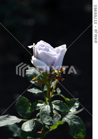バラ 青龍 の写真素材