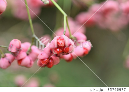 マユミ　果実　種子 35766977