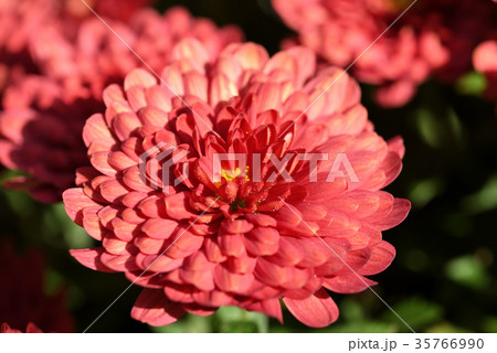 菊（セナ） 35766990