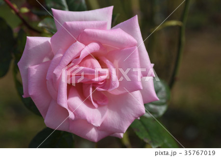 バラ（ウィミィ） 35767019