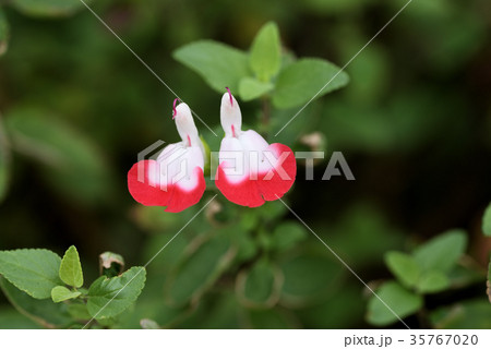 チェリーセージ・ホットリップス 35767020