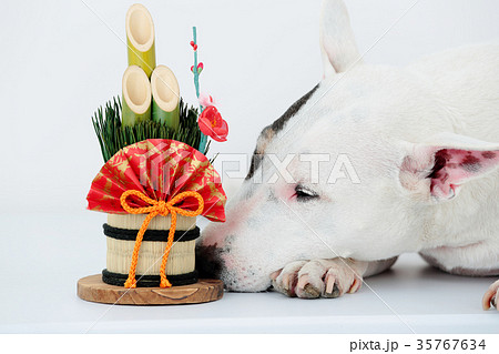 ブルテリアと門松 35767634