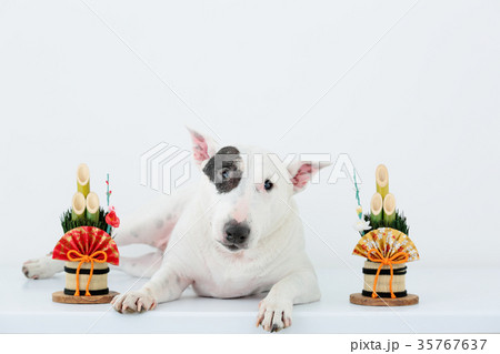 ブルテリアと門松 35767637