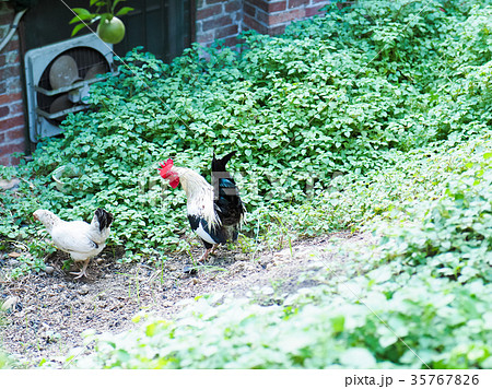 くちばし 嘴 クチバシ 35767826