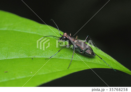 トウキョウヒメハンミョウ 35768258