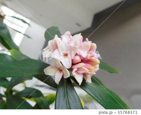 沈丁花の花 沈丁花の花 35768371