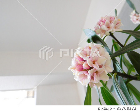 沈丁花の花 沈丁花の花 35768372