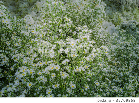 colorful flowers decoration at flower market. 35769868