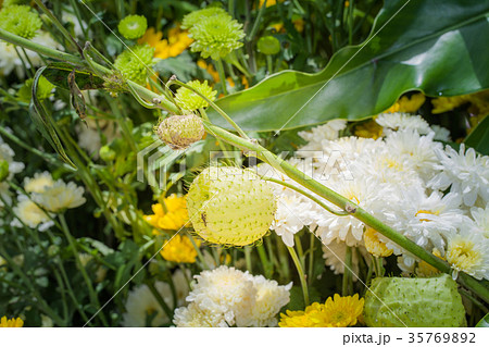 colorful flowers decoration at flower market. 35769892