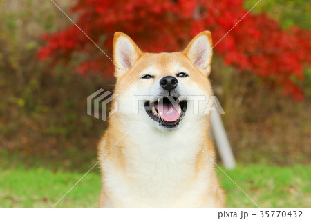 柴犬 柴犬 35770432