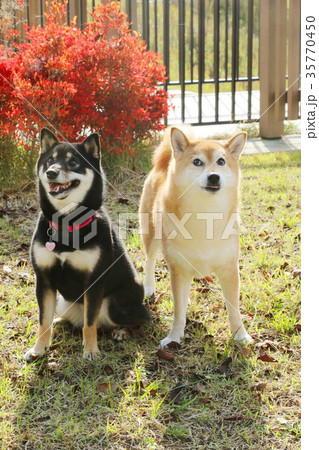 柴犬 35770450