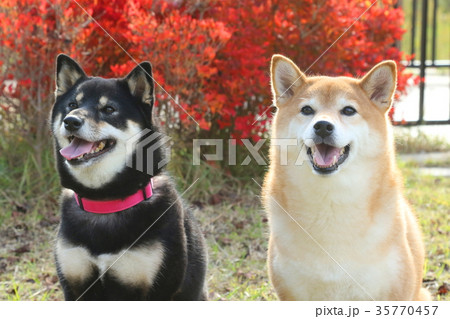 柴犬 柴犬 35770457