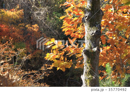 忍野八海、出口池、紅葉、秋 35770492