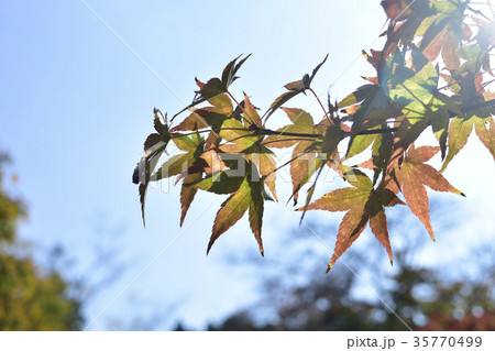色づく紅葉 色づく紅葉 35770499