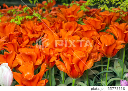 Group of red tulips in the park Group of red tulips in the park 35772538