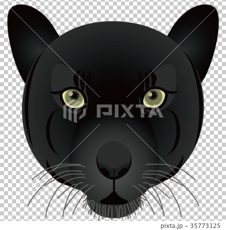 クロヒョウ 35773125