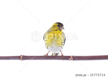 male siskin 35773714
