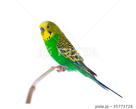 green budgie 35773728