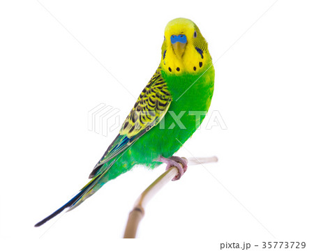 green budgie 35773729