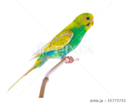 budgie budgie 35773733