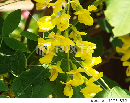 キングサリ 35774336