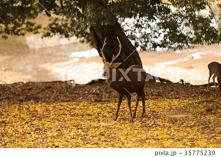 奈良公園の紅葉と鹿 奈良公園の紅葉と鹿 35775239