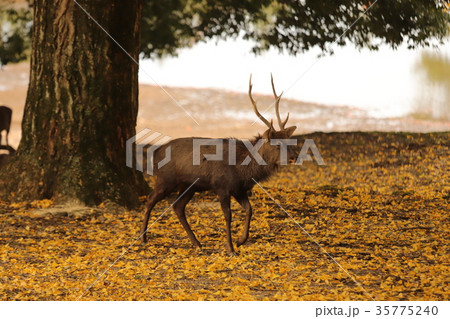 奈良公園の紅葉と鹿 奈良公園の紅葉と鹿 35775240