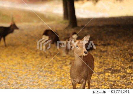 奈良公園の紅葉と鹿 奈良公園の紅葉と鹿 35775241