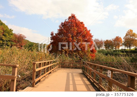 紅葉「ラクショウ」大阪府枚方市、山田池公園 35775326