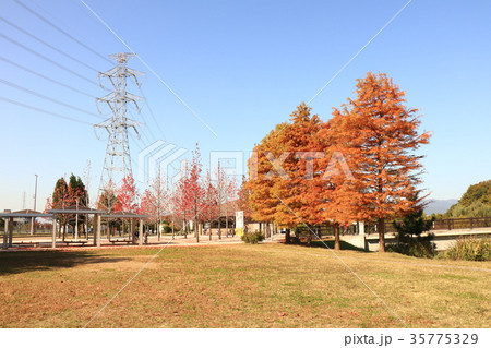 紅葉「ラクショウ」大阪府枚方市、山田池公園 紅葉「ラクショウ」大阪府枚方市、山田池公園 35775329
