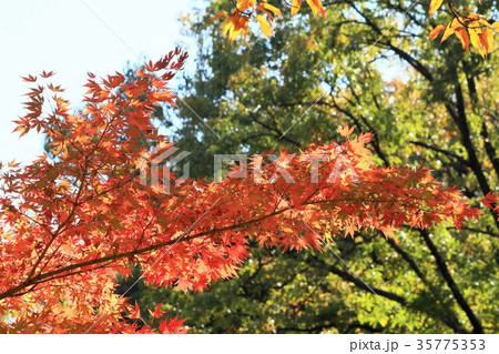 紅葉「もみじ」大阪府枚方市、山田池公園 紅葉「もみじ」大阪府枚方市、山田池公園 35775353