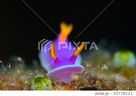 シンデレラウミウシ 35776121
