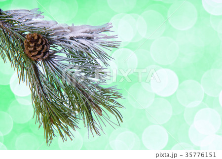 Pine tree twig on the green background Pine tree twig on the green background 35776151
