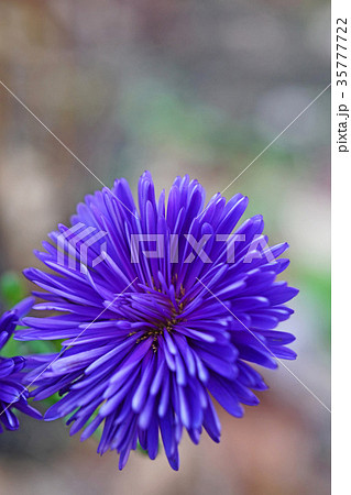 美しい八重のユウゼンギク 美しい八重のユウゼンギク 35777722