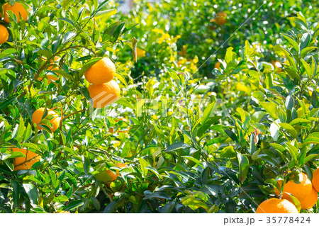 みかんの一種 柑橘系の果物 ※種類はよくわかりません イメージとしてお使いください みかんの一種 柑橘系の果物 ※種類はよくわかりません イメージとしてお使いください 35778424