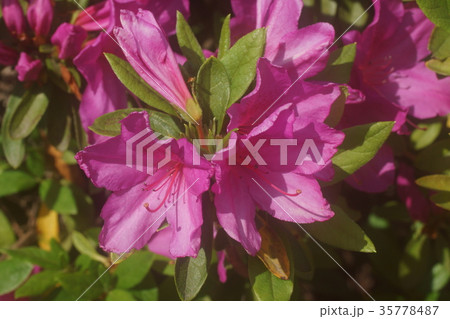 ツツジ ツツジ 35778487
