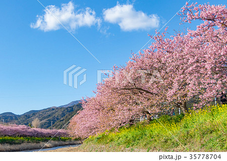 河津桜　桜　早咲きの桜　伊豆　静岡　さくら　サクラ　画像素材　コピースペース　背景素材　文字入れ 35778704