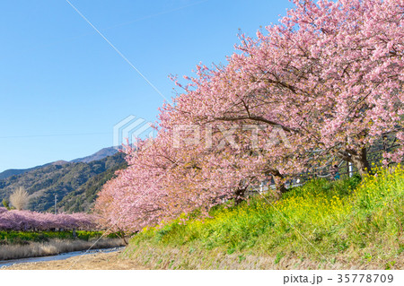 河津桜　桜　早咲きの桜　伊豆　静岡　さくら　サクラ　画像素材　コピースペース　背景素材　文字入れ 35778709