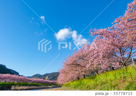 河津桜 桜 早咲きの桜 伊豆 静岡 さくら サクラ 画像素材 コピースペース 背景素材 文字入れ 河津桜 桜 早咲きの桜 伊豆 静岡 さくら サクラ 画像素材 コピースペース 背景素材 文字入れ 35778715