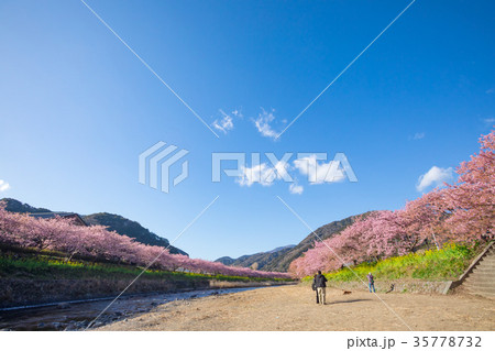 河津桜　桜　早咲きの桜　伊豆　静岡　さくら　サクラ　画像素材　コピースペース　背景素材　文字入れ 35778732