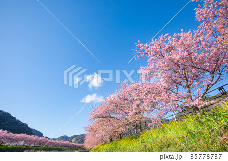 河津桜 桜 早咲きの桜 伊豆 静岡 さくら サクラ 画像素材 コピースペース 背景素材 文字入れ 河津桜 桜 早咲きの桜 伊豆 静岡 さくら サクラ 画像素材 コピースペース 背景素材 文字入れ 35778737